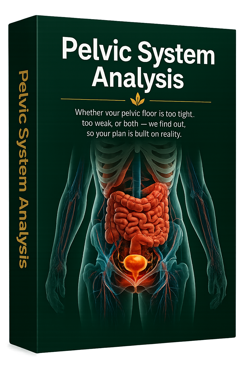 Pelvic System Analysis